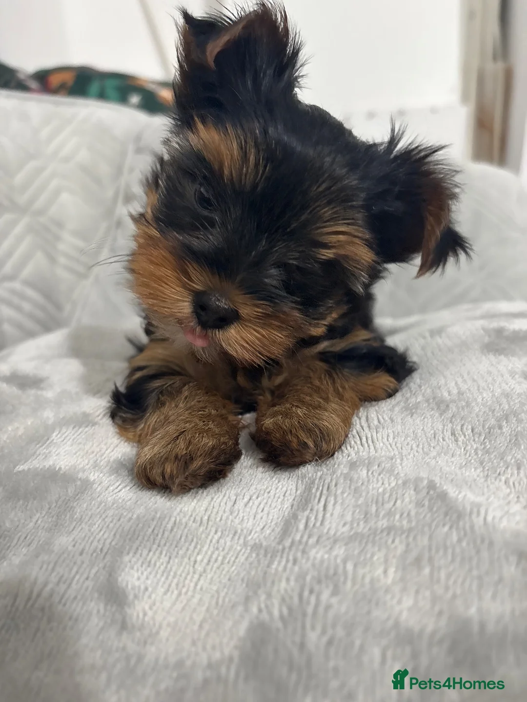 Yorkshire Terrier dogs for sale: Adorable mini yorkshire terrier puppy 🐾 - Advert 2