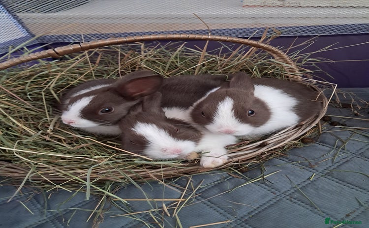 Dutch rabbits - Advert 1