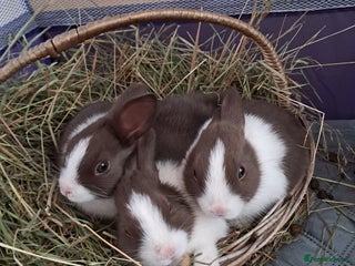 Dutch rabbits - Advert 3