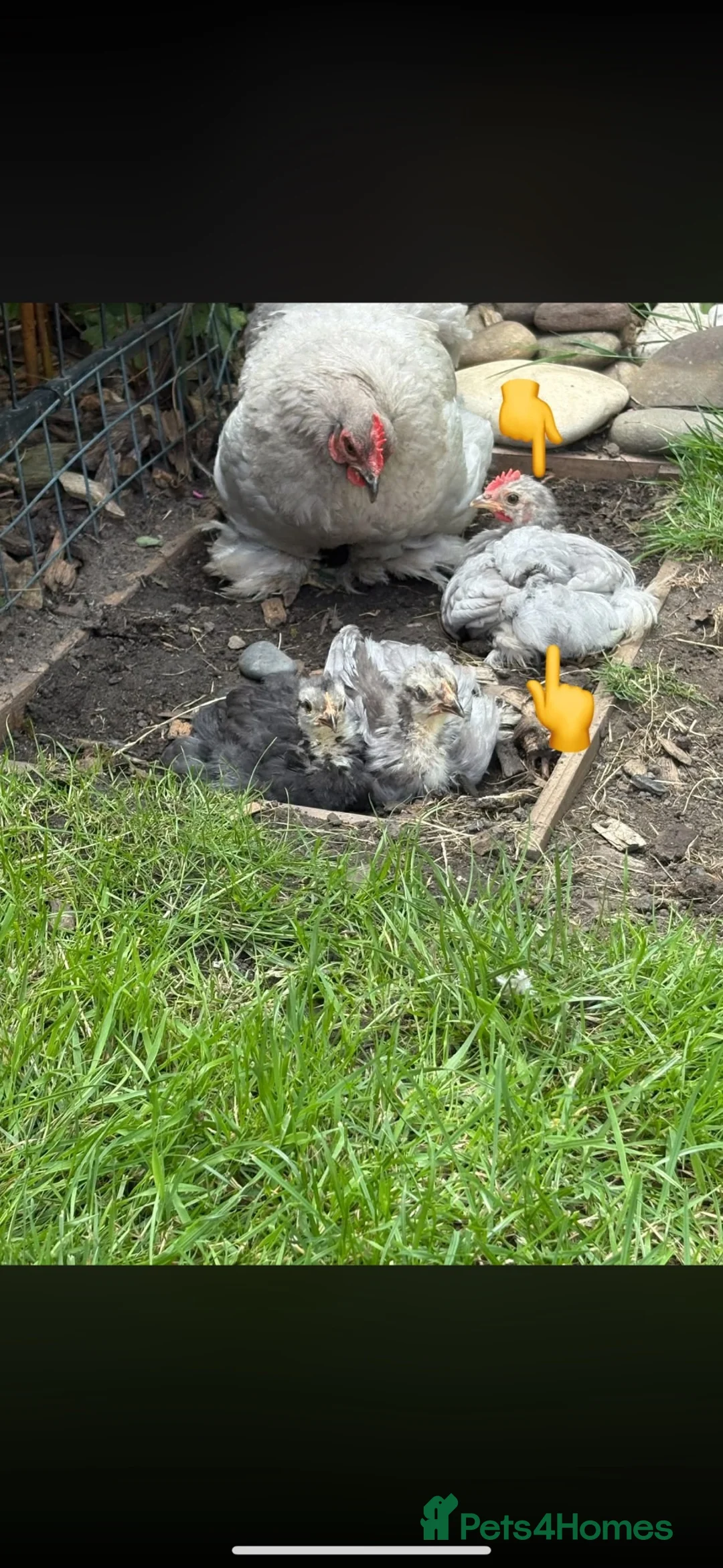 Chickens poultry for sale: 2 bantam pekin roosters rehoming  in Gateshead - Advert 2