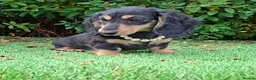 Miniature Dachshund dogs for sale: Long coat Miniature Dachshund Puppies  - Advert 8