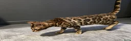 Bengal cats for sale: Pedigree brown and blue rosetted bengals - Advert 13