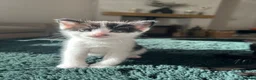 Mixed Breed cats for sale: 4 Kittens for sale  - Advert 13