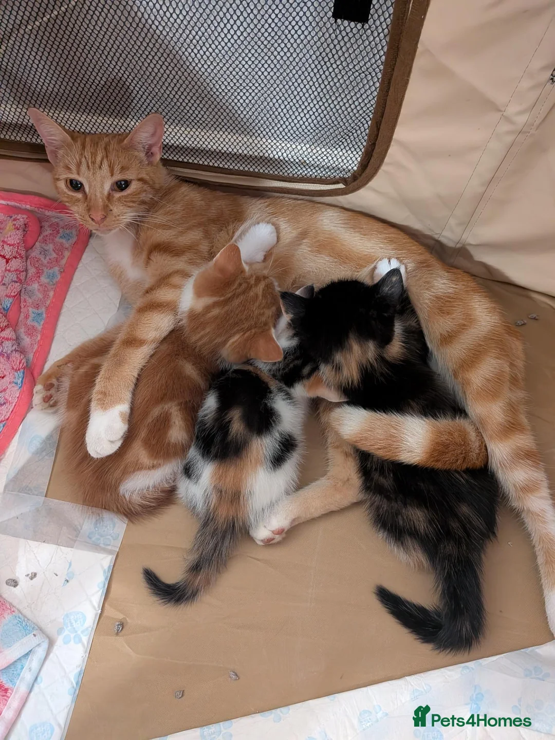 Mixed Breed cats for sale: Three beautiful kittens ready for their new homes - Advert 1