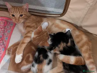 Mixed Breed cats Three beautiful kittens ready for their new homes - Advert 1