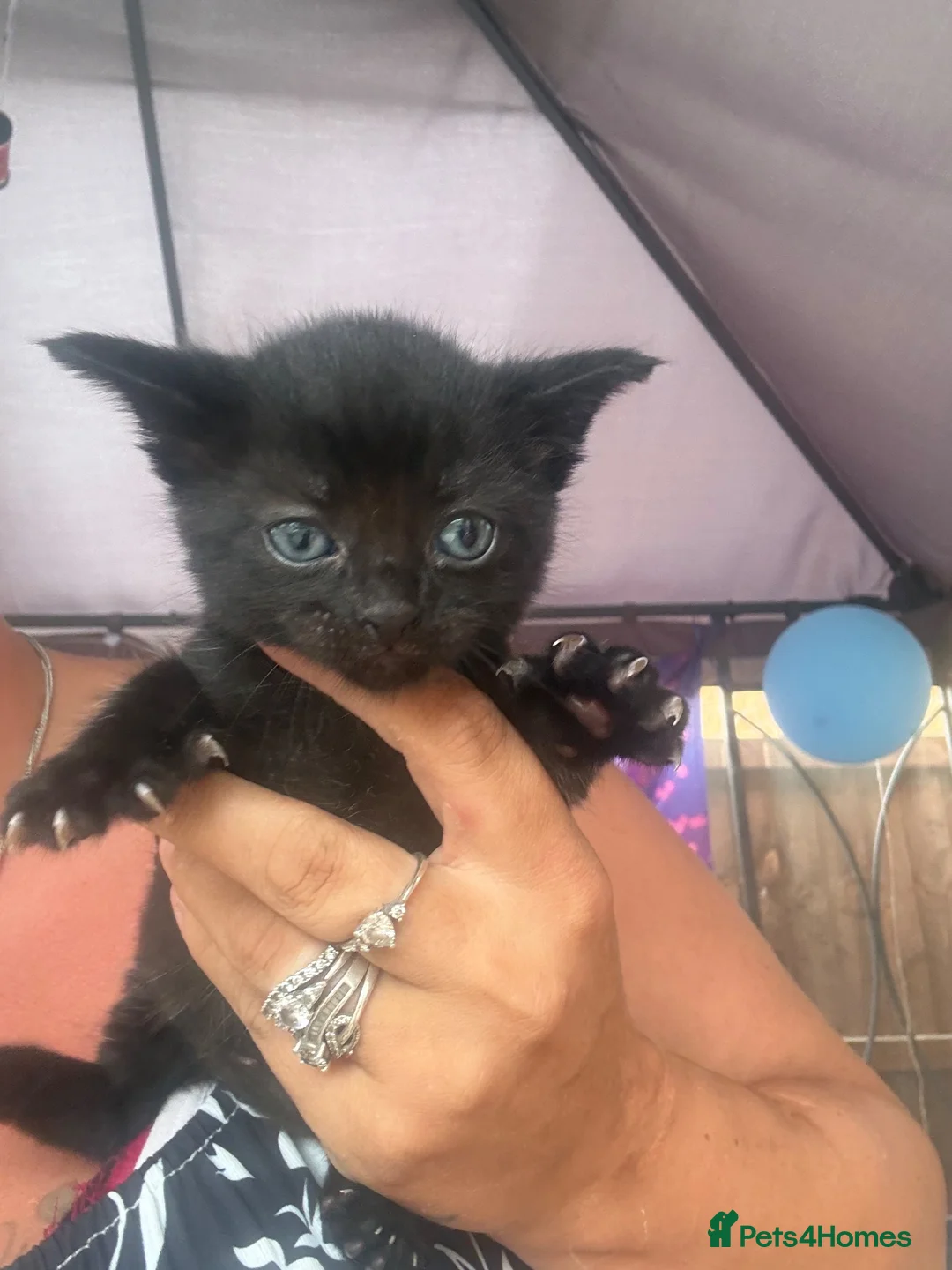 Mixed Breed cats for sale: 3 male kittens for sale  in March - Advert 2