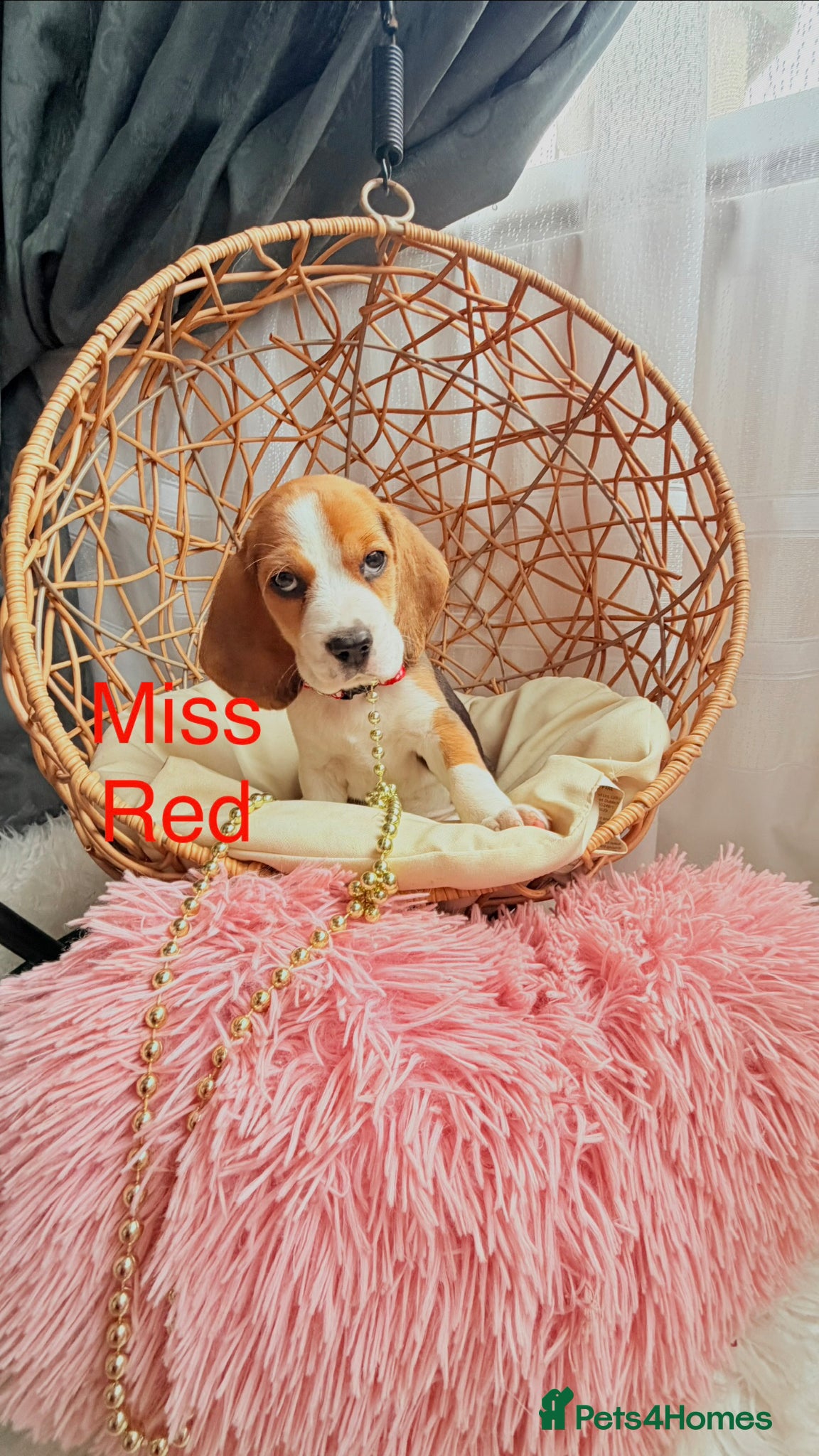 Beagle dogs for sale: 💞BEAUTIFUL BEAGLE PUPPIES 💞 - Advert 6