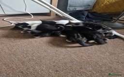 Mixed Breed cats for sale: Beautiful Kittens. Males and females - Image 8