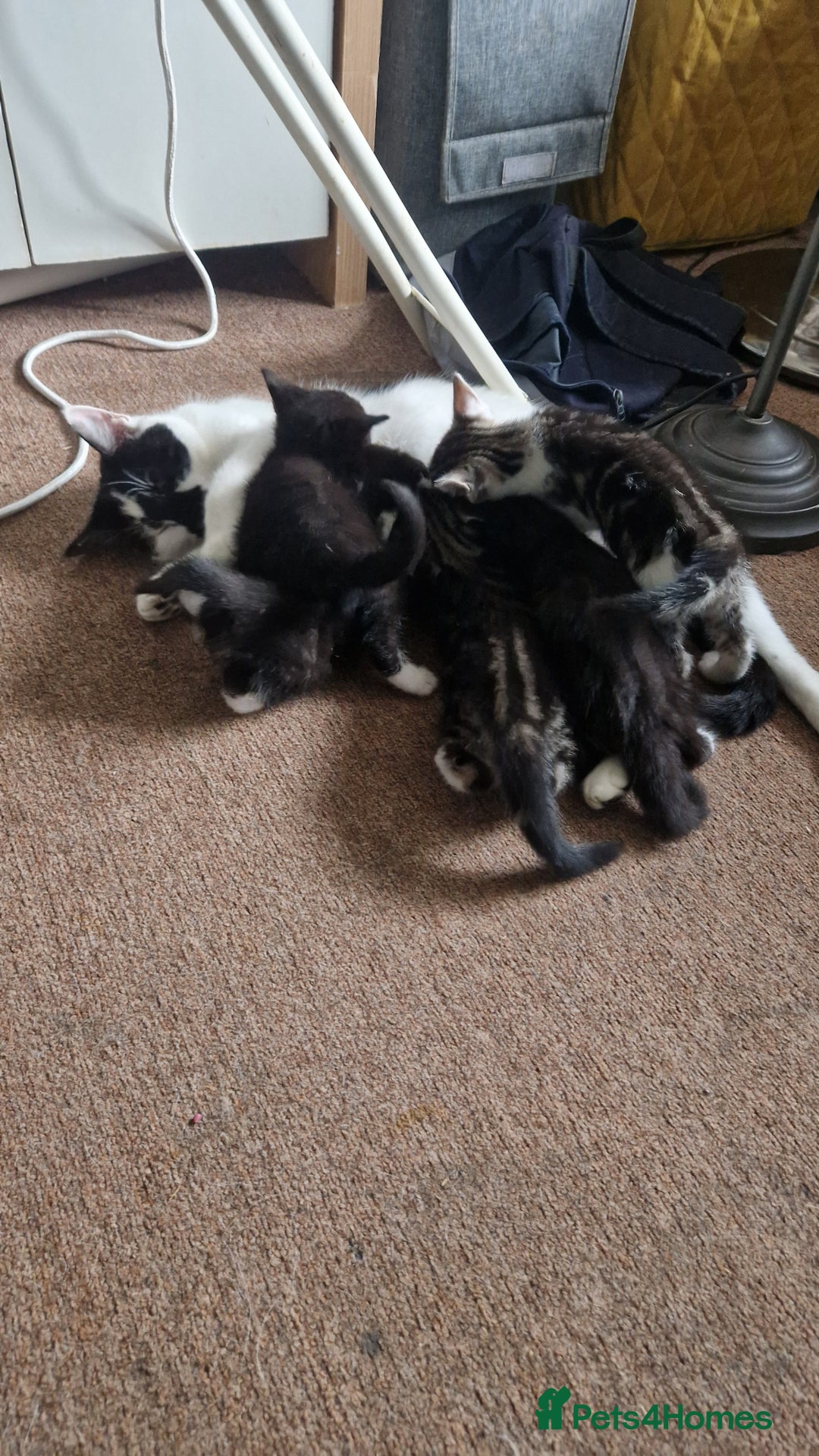 Mixed Breed cats for sale: Beautiful Kittens. Males and females - Image 8