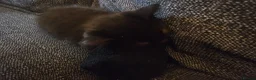 Mixed Breed cats for sale: Adorable black male kittens  - Advert 5