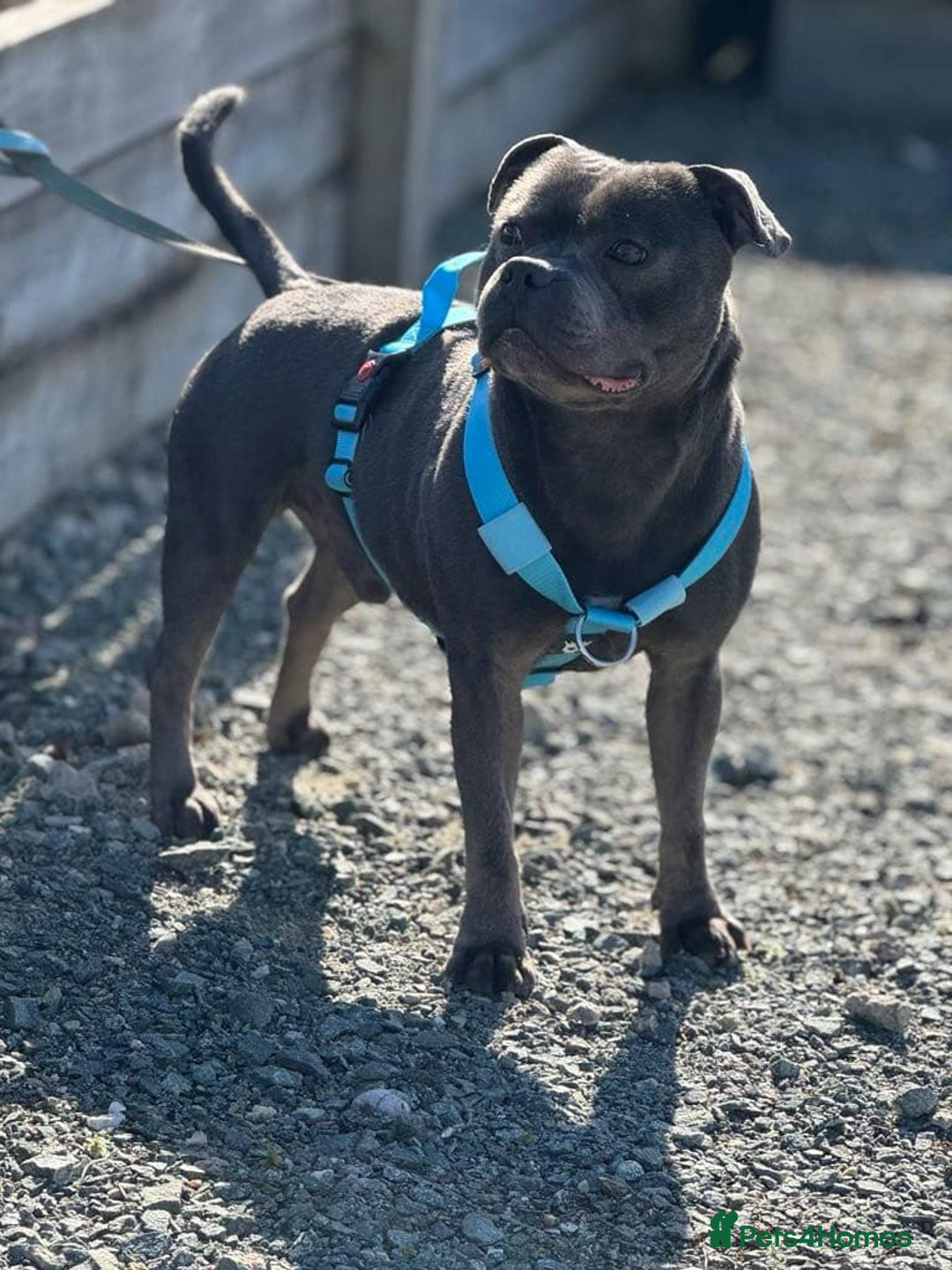 Staffordshire Bull Terrier dogs for sale: #Ready2go Kc registered blue staffy pups 4 sale - Image 13