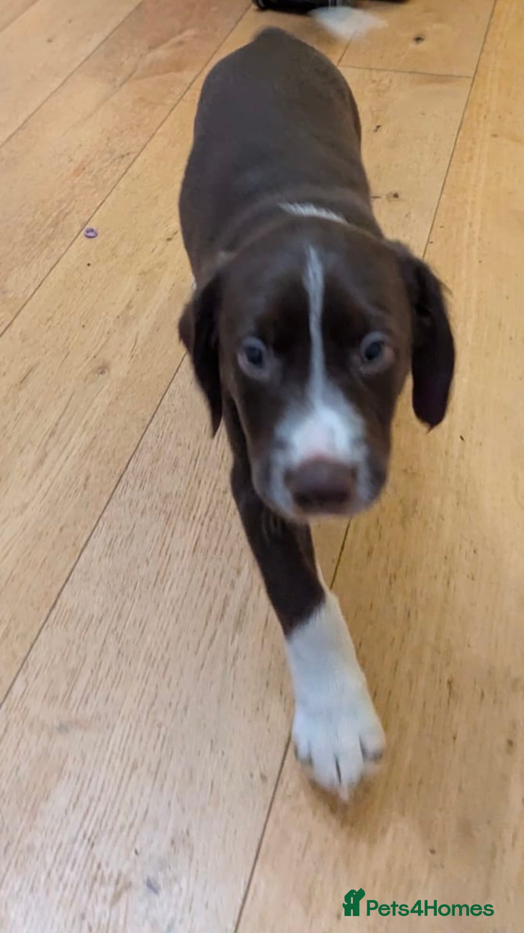 Mixed Breed dogs for sale: Sprollie pups for sale - Advert 5