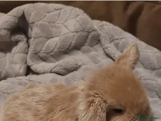 Mini Lop rabbits Mini lop gorgeous girls 😍 ✨️ - Advert 14