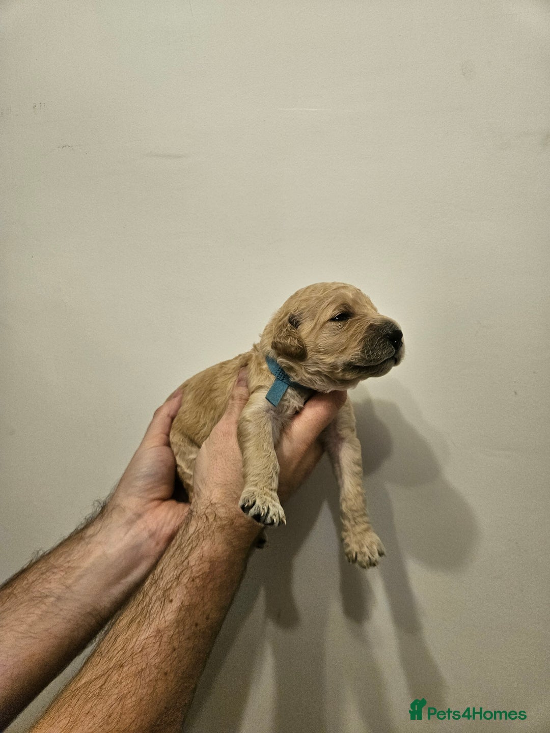 Goldendoodle dogs for sale: Goldendoodle Puppies - Advert 9