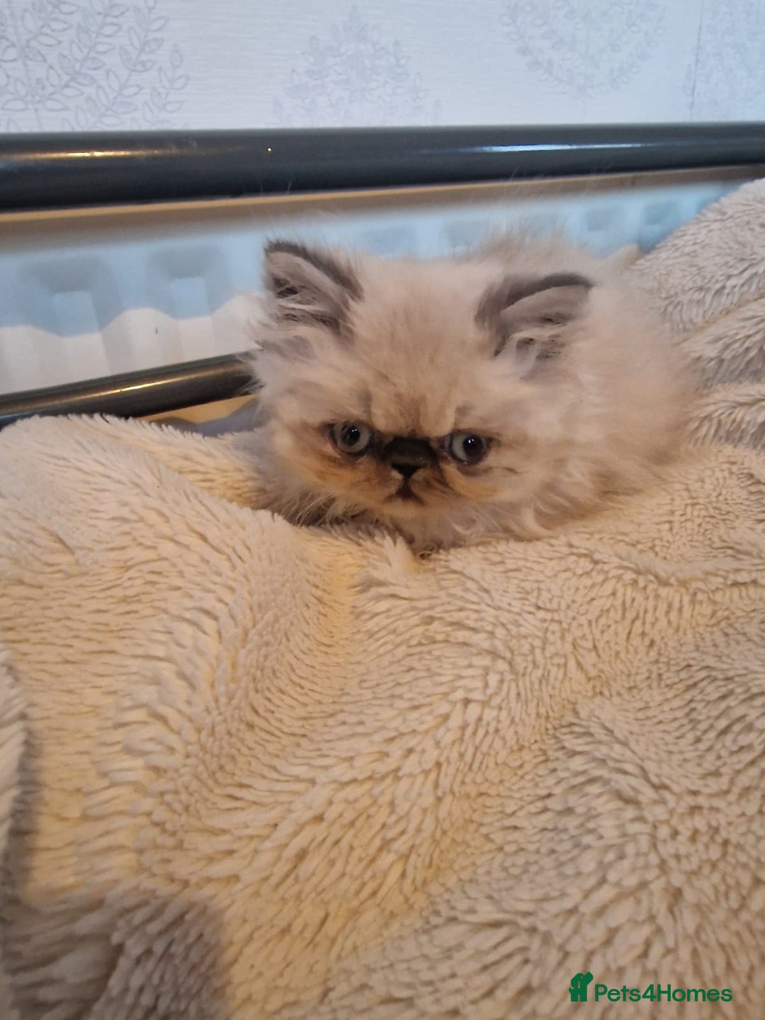 Persian cats for sale: Stunning Persian Kittens. - Advert 12