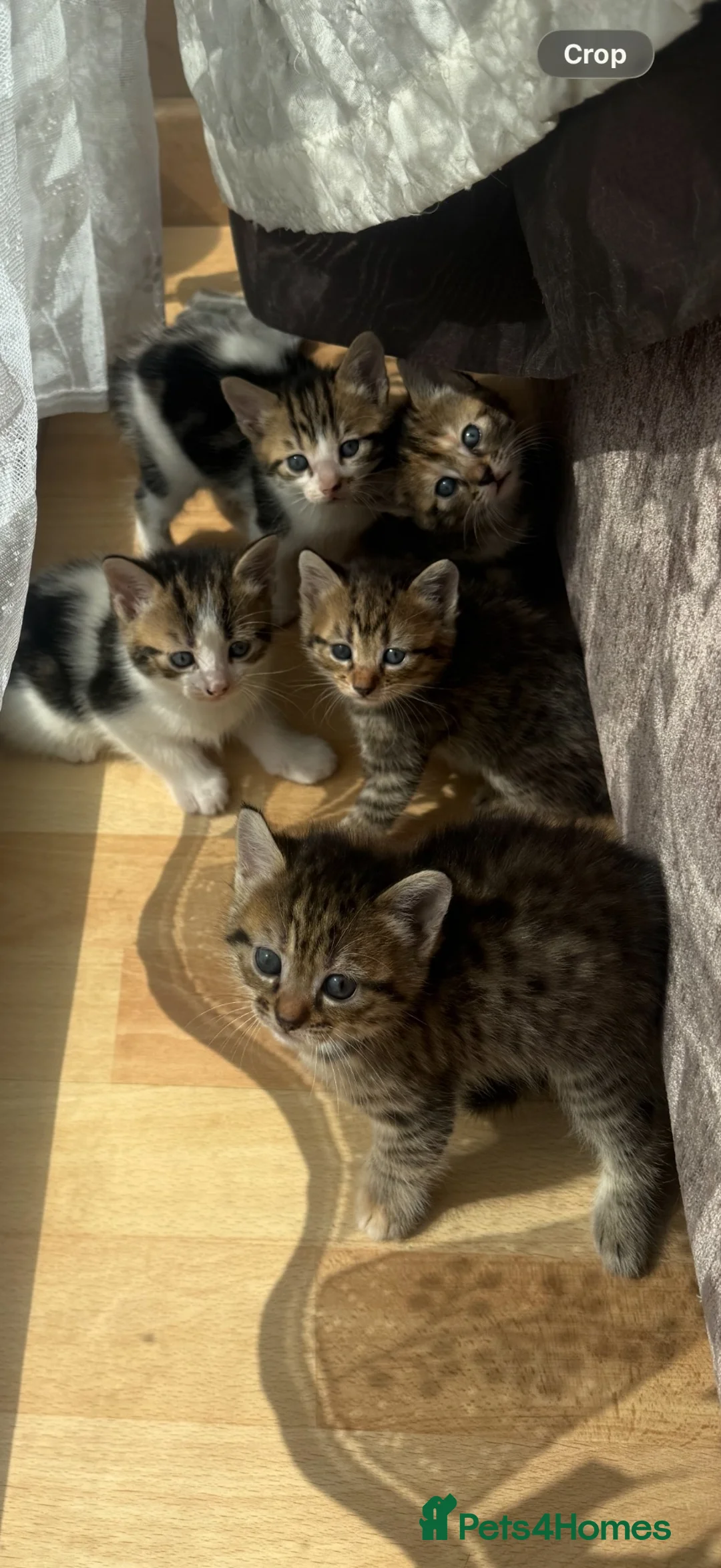 Mixed Breed cats for sale: Beautiful kittens looking for their forever home  in Melksham - Advert 6