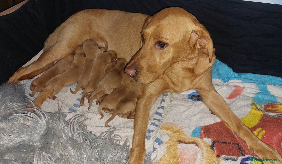 Labrador Retriever dogs for sale: KCReg FoxRed LabradorRetriver Puppies WorkingLines - Advert 3