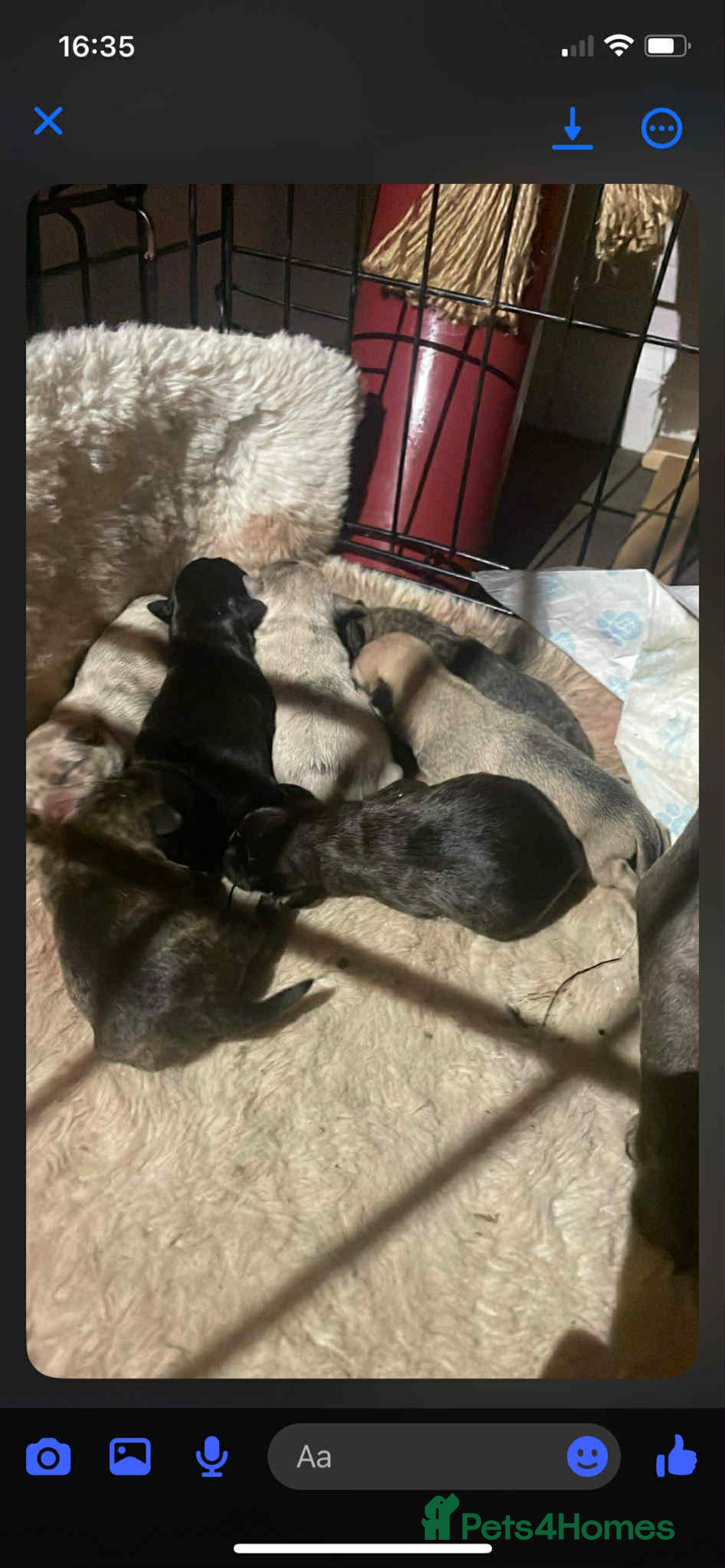 Mixed Breed dogs for sale: 8 puppies for sale - Advert 9