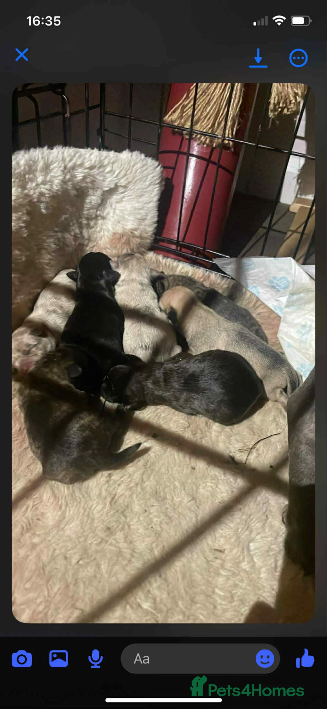 Mixed Breed dogs for sale: 8 puppies for sale - Advert 9