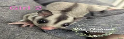 Sugar Glider rodents for sale: Female grey sugar glider. More available soon! ☺️ - Advert 1