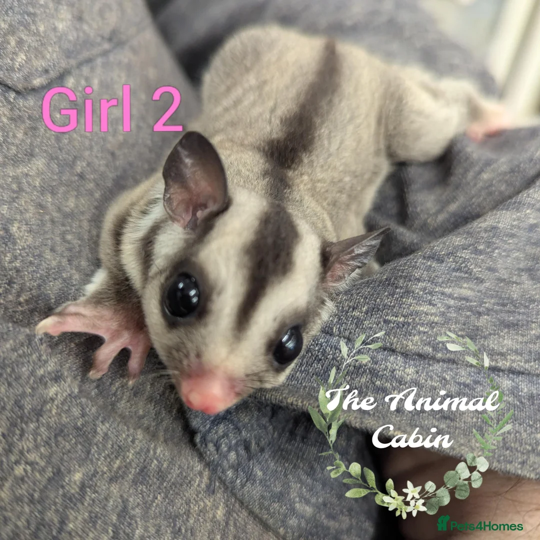 Sugar Glider rodents for sale: Female grey sugar glider. More available soon! ☺️ - Advert 1