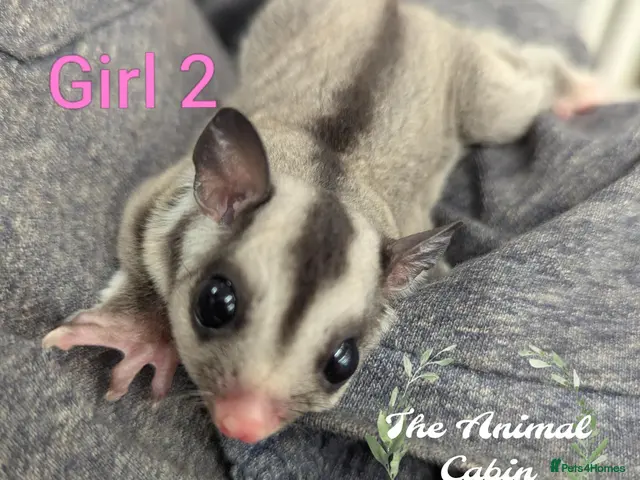 Sugar Glider rodents for sale: Female grey sugar glider. More available soon! ☺️ - Advert 1