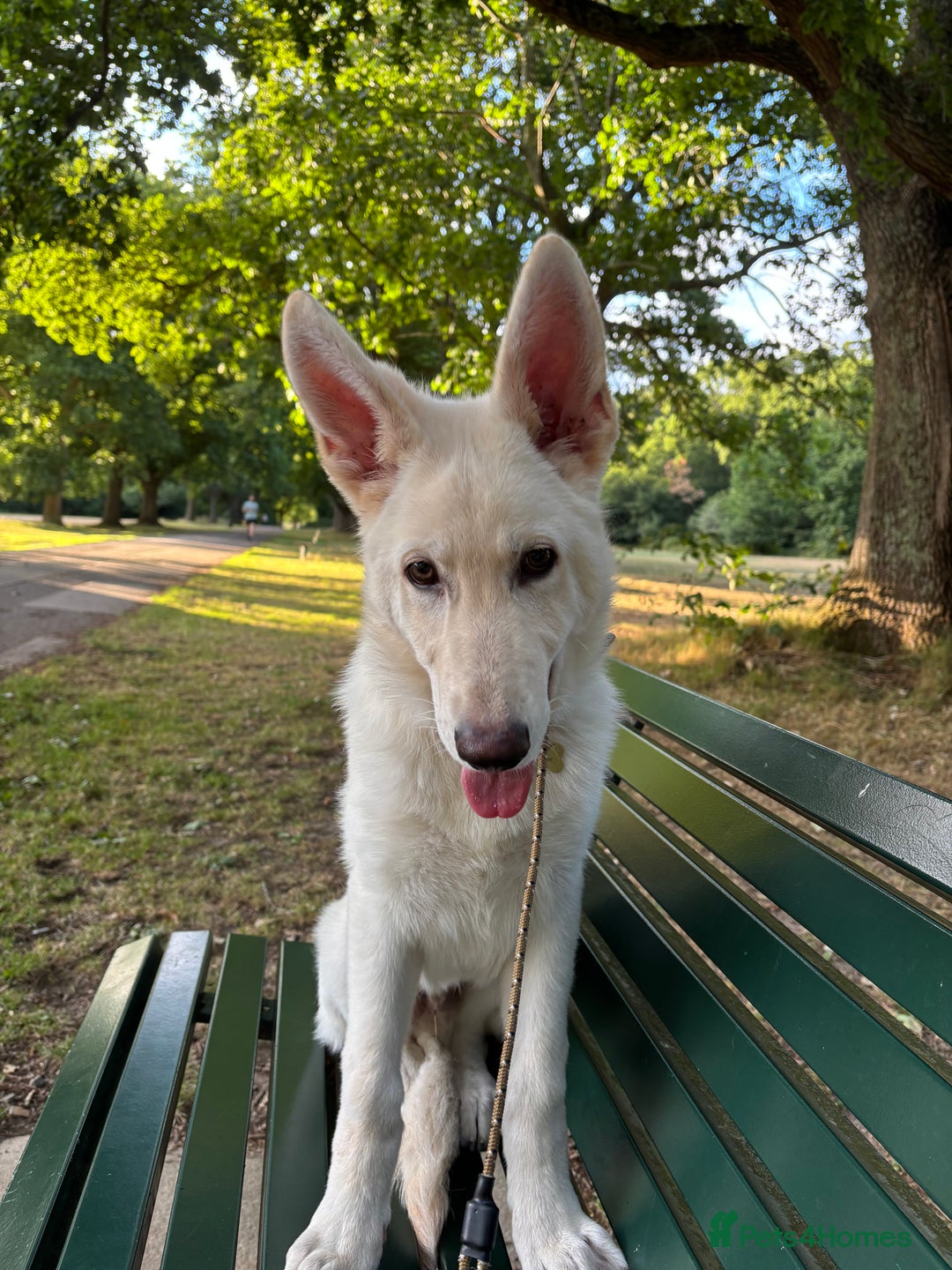 German Shepherd dogs for sale: 6 month old White Male GSD  - Image 3