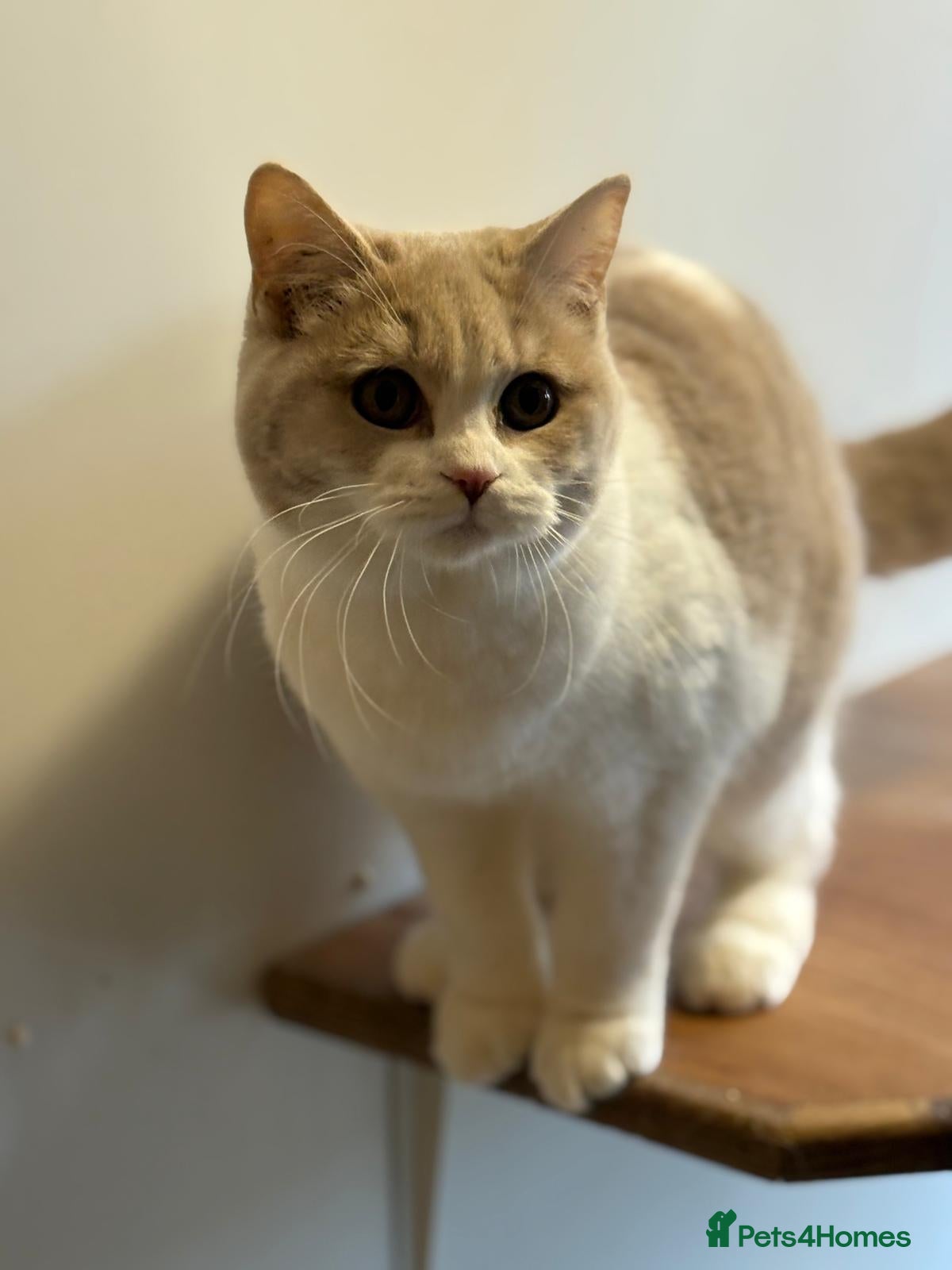 Scottish Fold cats Scottish Straight kittens - beautiful colours! - Advert 7