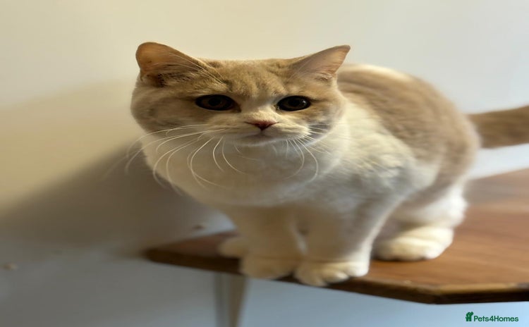 Scottish Fold cats Scottish Straight kittens - beautiful colours! - Advert 2