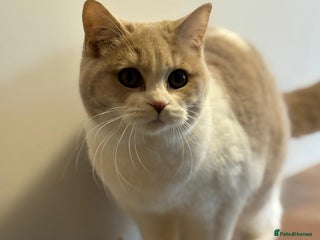 Scottish Fold cats Scottish Straight kittens - beautiful colours! - Advert 6