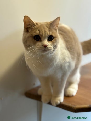 Scottish Fold cats Scottish Straight kittens - beautiful colours! - Advert 2