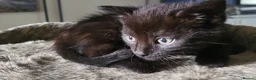 Mixed Breed cats for sale: Mixed breed kittens - Advert 15