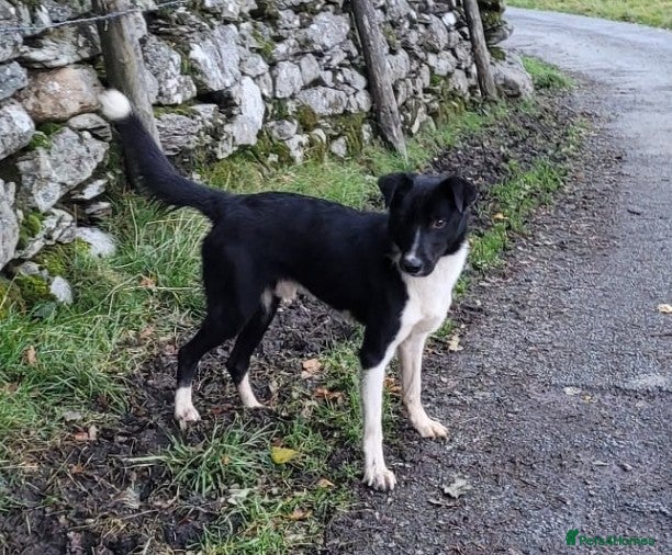 Border Collie dogs Loving Home Wanted for Jac - Advert 2