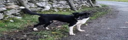 Border Collie dogs for sale: Loving Home Wanted for Jac - Advert 2