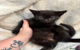 Domestic Shorthair cats for sale: 3 kittens 2 male 1 female - Image 1