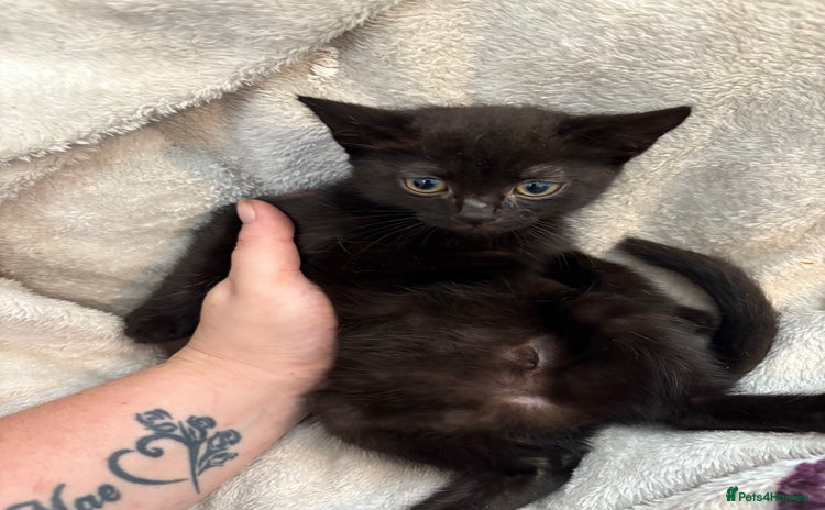Domestic Shorthair cats - Advert 13