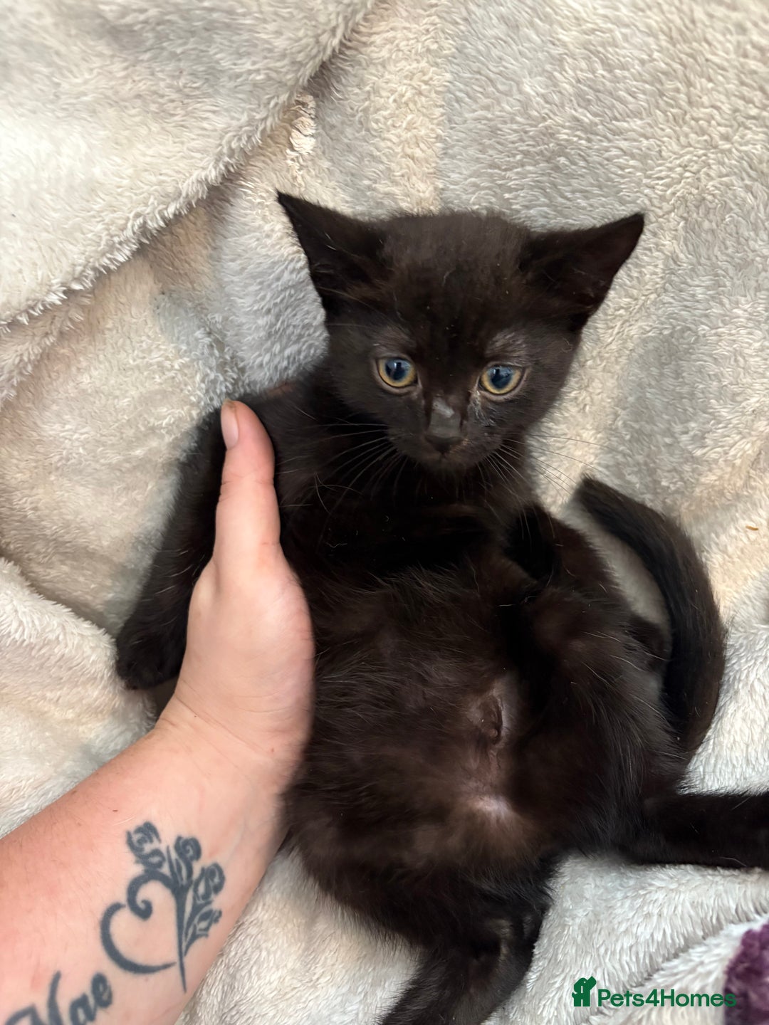 Domestic Shorthair cats for sale: 3 kittens 2 male 1 female - Image 1