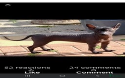 Mexican Hairless dogs for sale: Stunning mini red boy 4 months 8 week old girl . - Image 10