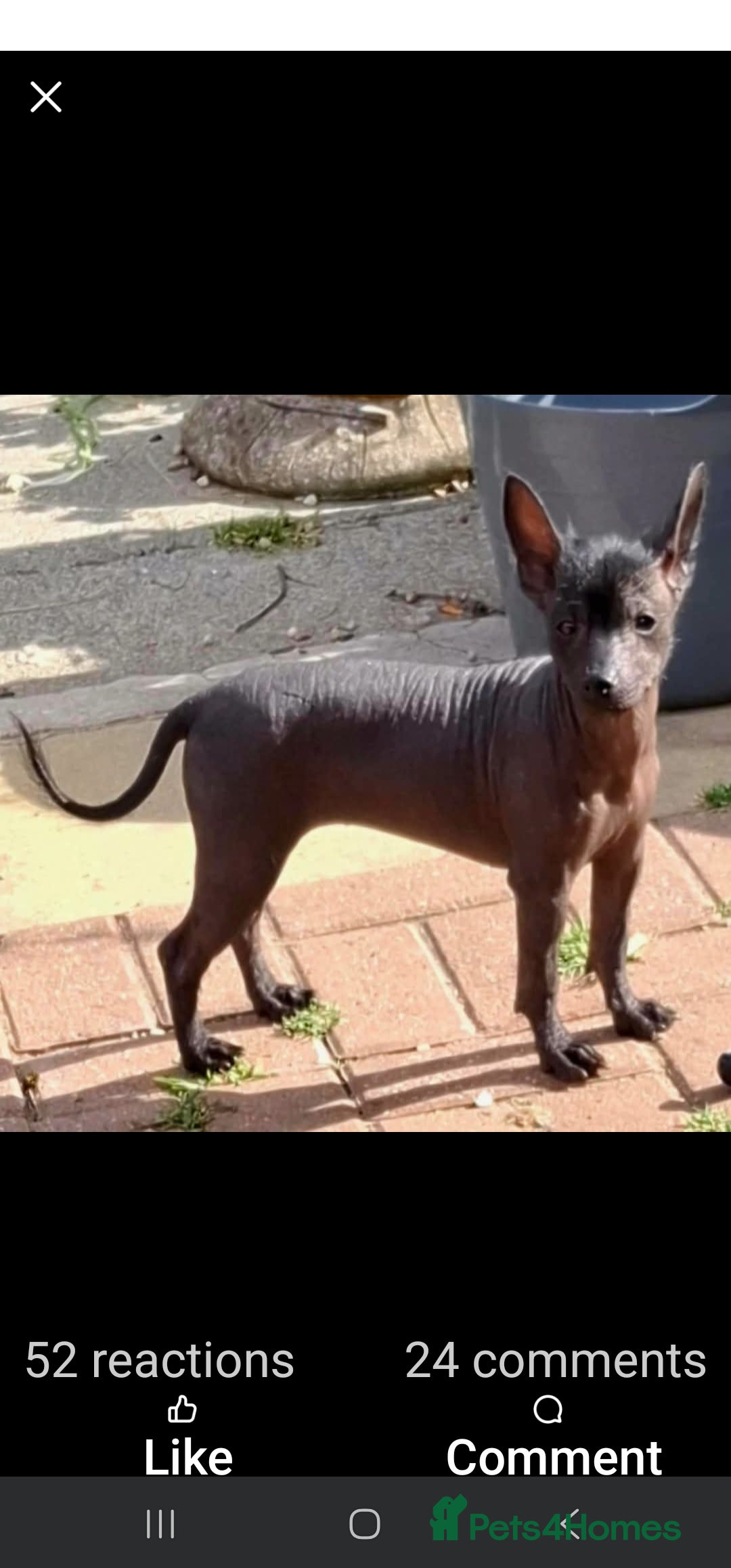 Mexican Hairless dogs for sale: Stunning mini red boy 4 months 8 week old girl . - Image 10