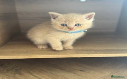 British Shorthair cats for sale: kitten  - Image 5