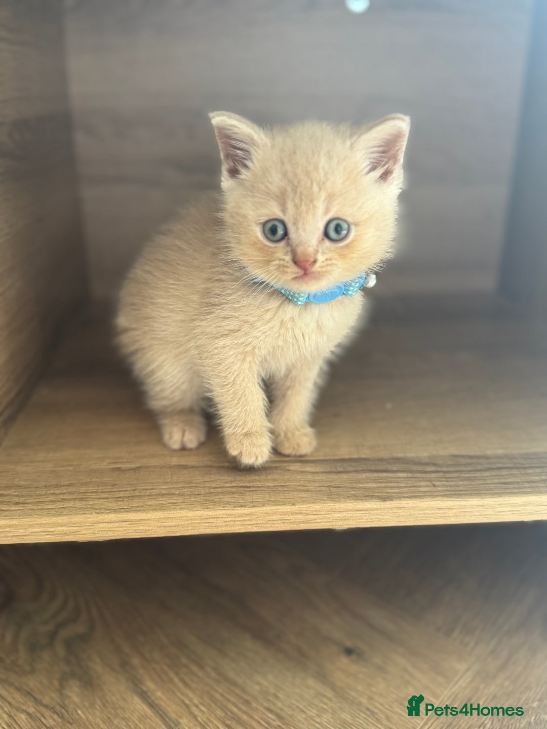British Shorthair cats for sale: kitten  - Image 5