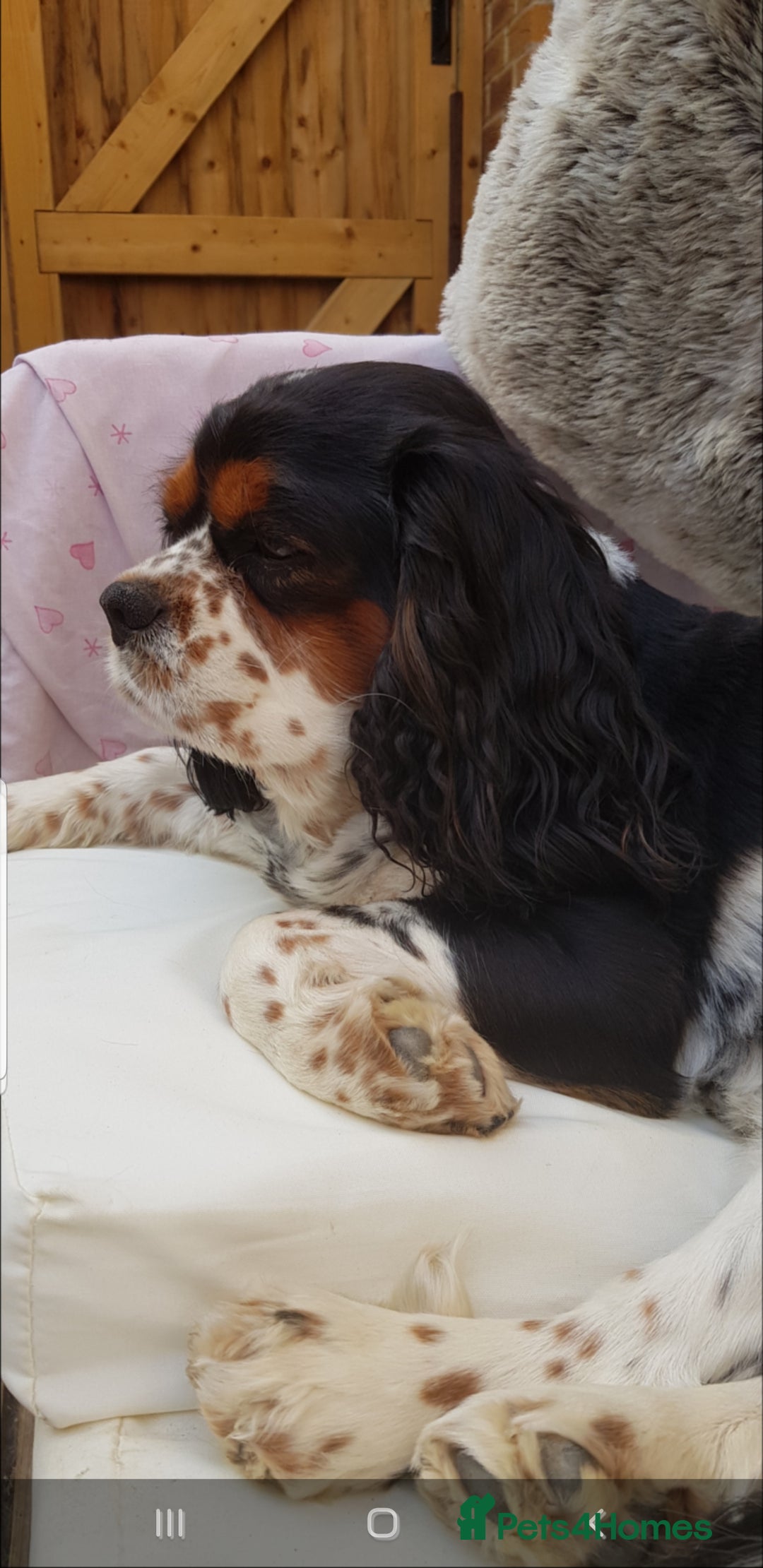 Cavalier King Charles Spaniel dogs for sale: 2 Cavalier king Charles puppies left - Image 35