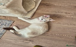 Ragdoll cats for sale: Ragdoll female - Image 7