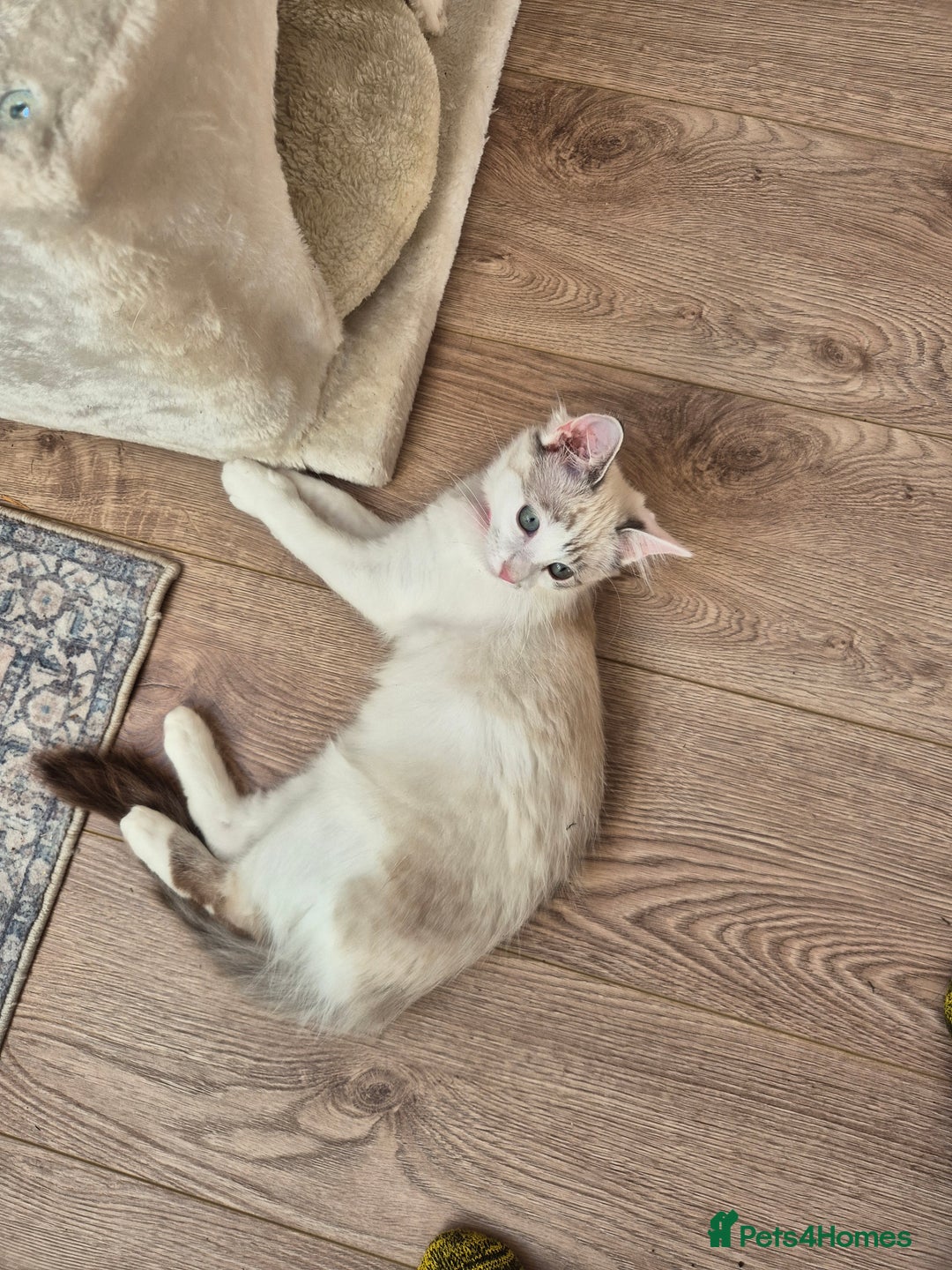 Ragdoll cats for sale: Ragdoll female - Image 7