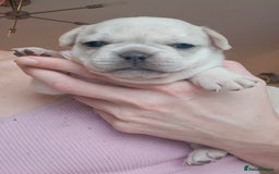 French Bulldog dogs for sale: Chunky french bulldog - Image 20