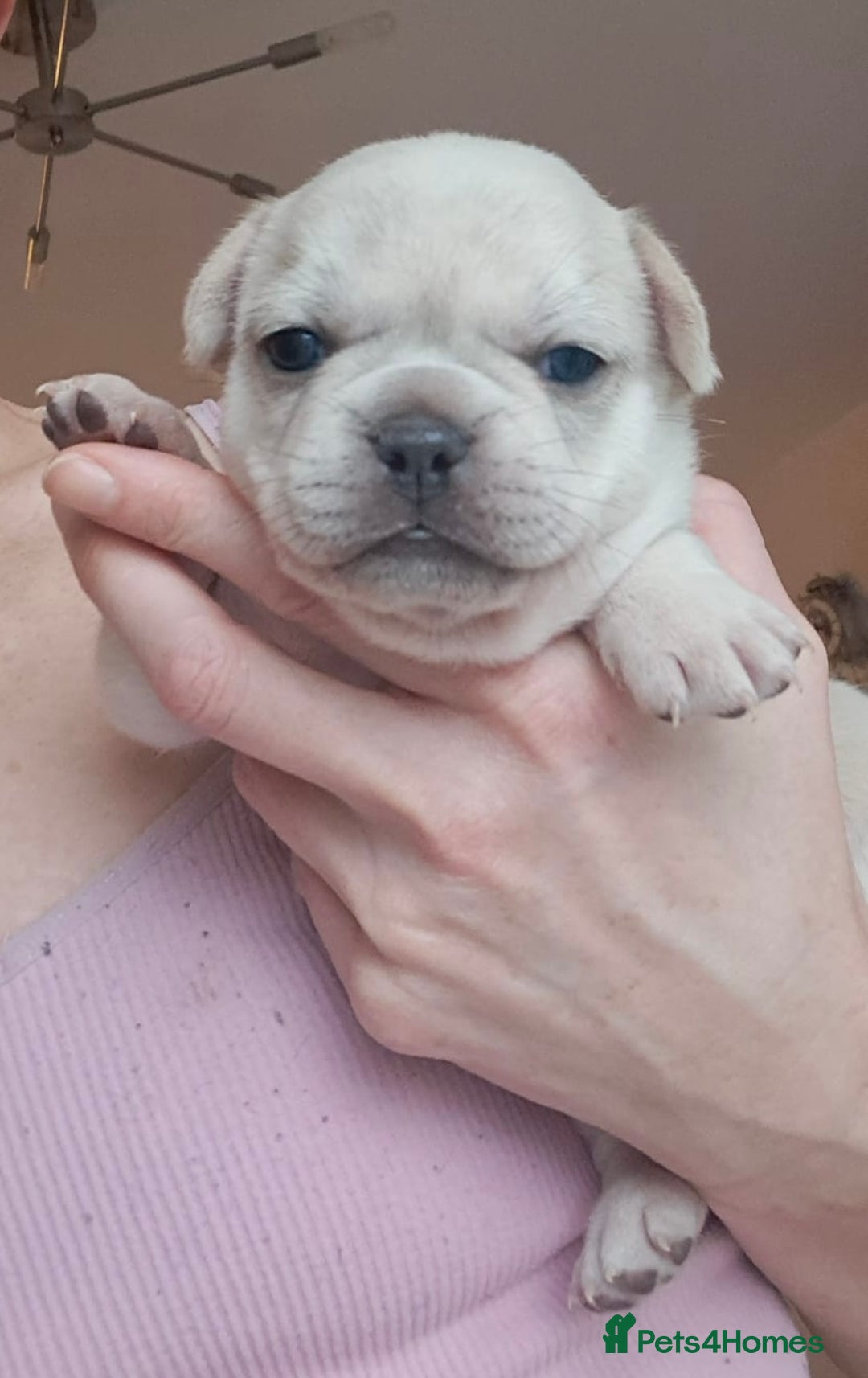 French Bulldog dogs for sale: Chunky french bulldog - Image 20