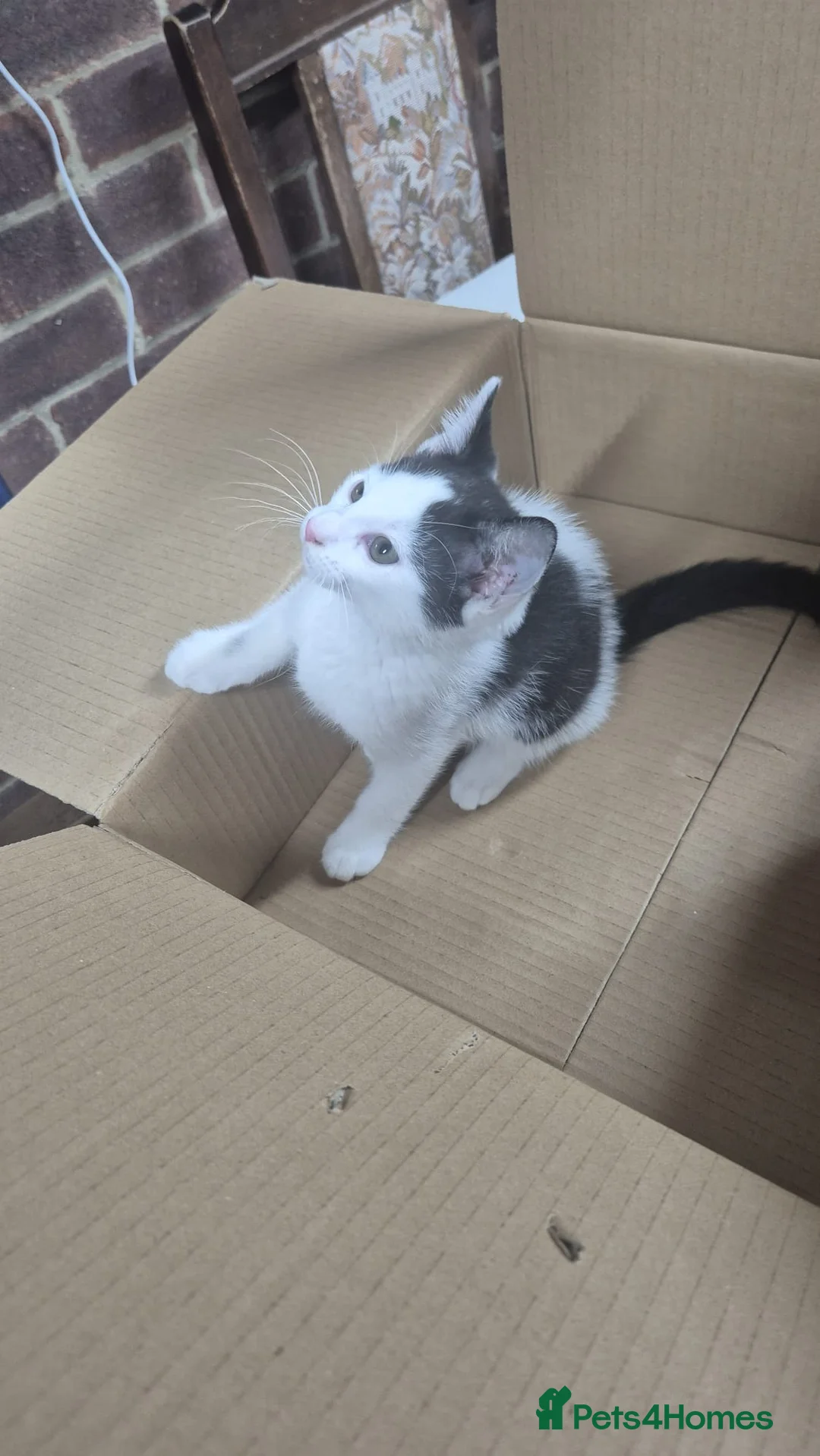 Domestic Shorthair cats for sale: Male kitten is looking for a new lovely home  - Advert 2