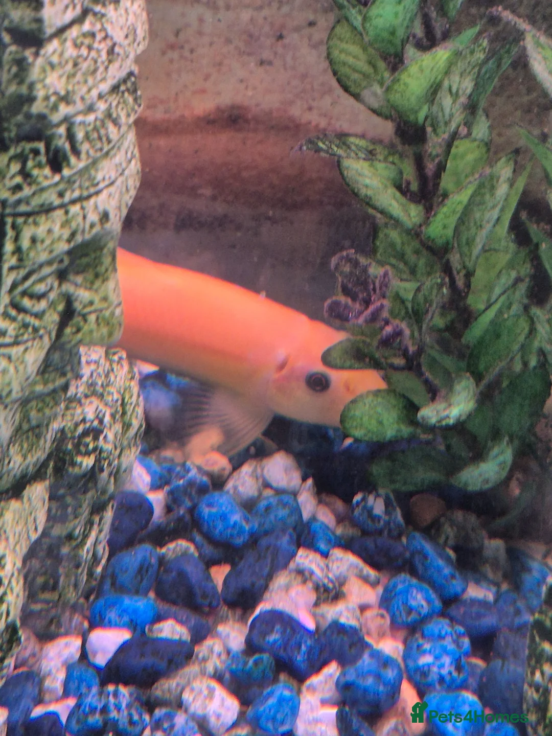 Loaches fish for sale: Golden Chinese Algae eater in Stoke-on-Trent - Advert 2