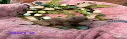 Miniature Dachshund dogs for sale: Minature Dachshund puppys  - Advert 12