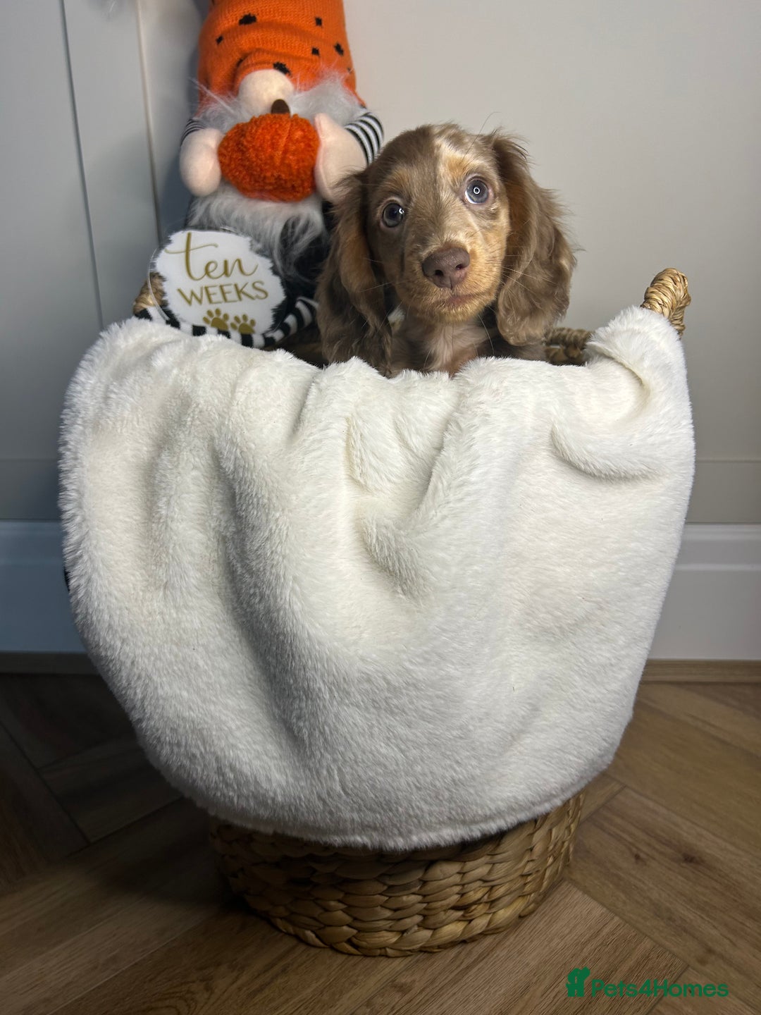 Miniature Dachshund dogs for sale: 🤍🐾 STUNNING DAPPLE BOY READY TO GO 🐾🤍 - Image 33